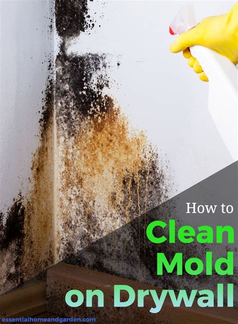How To Remove Mold On Drywall Home Made Cleaning Mold Drywall