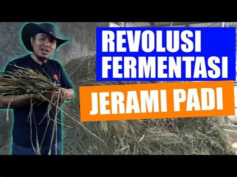 Pembuatan amoniasi jerami padi pada dasarnya memang sangat mudah sekali dilakukan. Revolusi Fermentasi Jerami Padi - YouTube