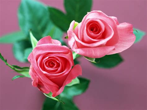 Wallpapers Of Rose Flower Wallpaper Cave