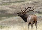 Photos of Elk Racks
