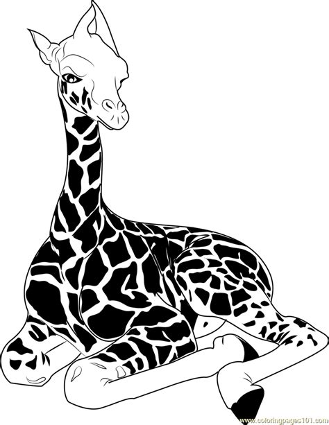 Download 222 Mammals Giraffes Coloring Pages Png Pdf File Download