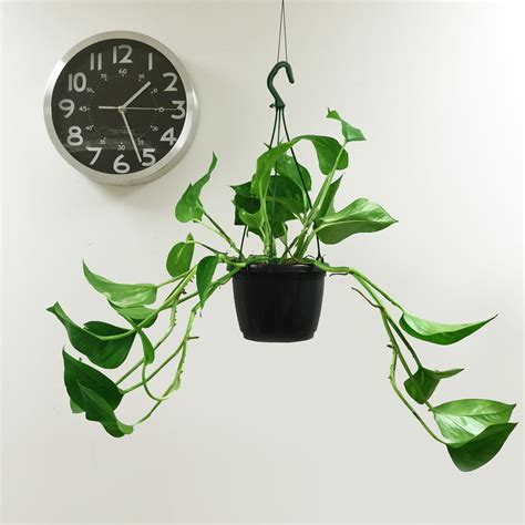 We cannot ship this item to ca, fl, or hawaii. 1 Devil's Ivy Golden Pothos Ivy Arum Evergreen Indoor ...