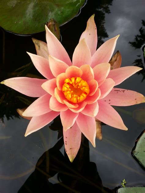 Aphids occur on almost all types of trees and shrubs. Peach Hardy Water Lily | Water lilies, Water lily, Lily