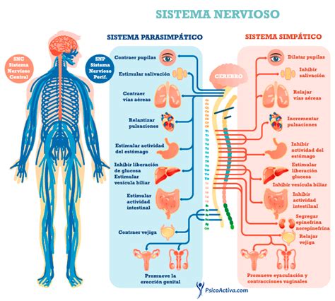 El Sistema Nervioso Periférico Anatomía Y Función Sistema Nervioso