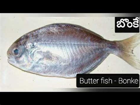 How to pronounce perlu in indonesian, javanese. Fish names| Chepala perlu | Telugu to english fish names ...