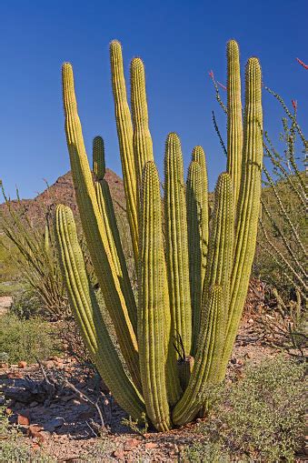 Encuentra y descarga los vectores más populares de desierto cactus en freepik gratis para uso comercial imágenes de gran calidad para proyectos creativos. Cactus Órgano Tubular En El Desierto Foto de stock y más ...