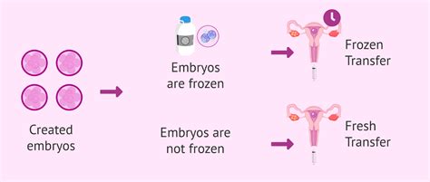 What Are The Symptoms After 14 Days Of Embryo Transfer Ziva Fertility