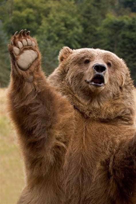 Grizzly Bear With Images Funny Animal Memes Funny Bears Funniest