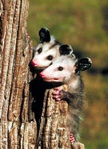 Click on the first link on a line below to go directly to a page where colocolo opossum is defined. Pin de Bonnie Cook en POSING POSSUMS | Animales ...