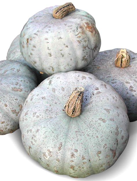 Rich And Hearty Sweet Meat Winter Squash Heirloom Seeds Savor The
