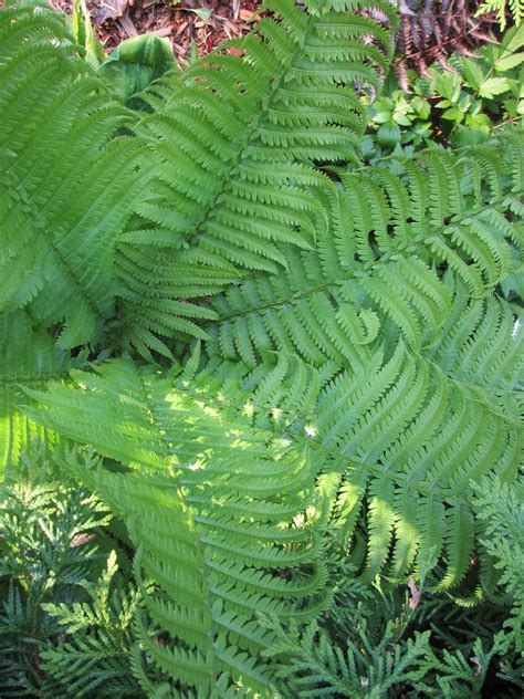 Ostrich Ferns Abound In Grey Bruce Heres A Lovely Specimen From My