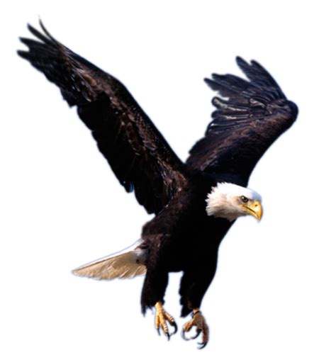 Bjk kartal 3 yıldız amblemi serdi filografi. Png Kartal Resimleri - Eagle - Adler - Besiktas - Kara ...