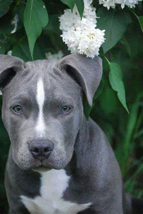 Listenhunde in hessen rasseliste bilder ubersicht schwalmstadt. 20+ Cute Pitbull Dog Puppies | FallinPets