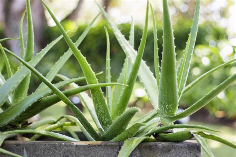 Dougs Houseplant Highlight Aloe Vera The Great Big Greenhouse Gardening Blog