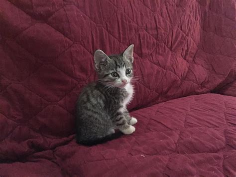 Meet Max Rcats