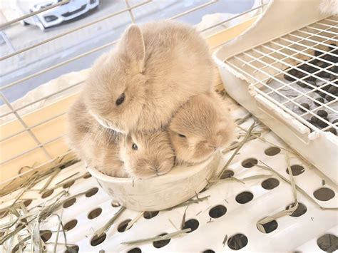 Translated Bunnies On Twitter On Such A Cold Day You Want To Keep