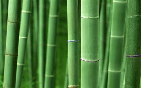 High Resolution Bamboo Plant Backgrounds Hd Nature Wallpapers