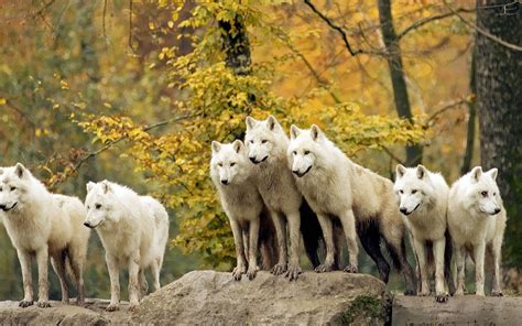 45 Pack Of Wolves Wallpapers Wallpapersafari
