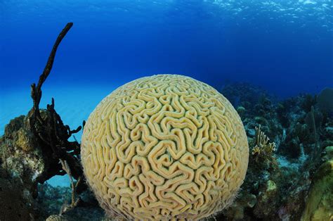 13 Easy Saltwater Aquarium Reef Corals