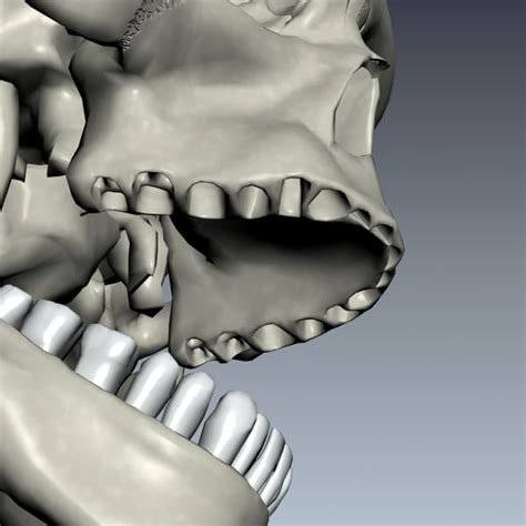 Human Skull Exploding 3d Model