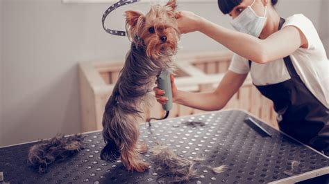 Veterinarian in Riverview, FL 33578 | Paradise Pet Salon