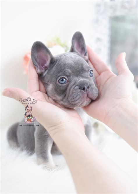9 мин и 47 сек. Blue Female Frenchie Puppies For Sale in Davie Florida ...