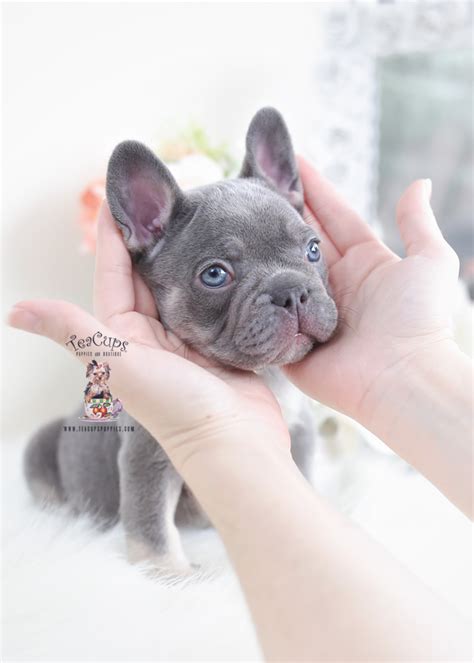 The frenchie pretty much adapts to any living situation that includes love and attention. Blue Female Frenchie Puppies For Sale in Davie Florida ...