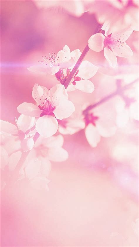 Spring Flower Pink Cherry Blossom Flare Nature Iphone 8 Wallpapers Free