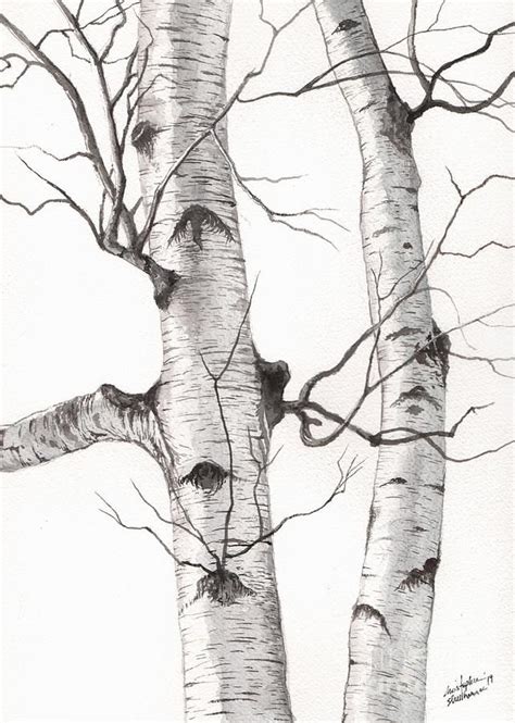 Birch Trees Painting Two Wild Birch Trees In Watercolor By