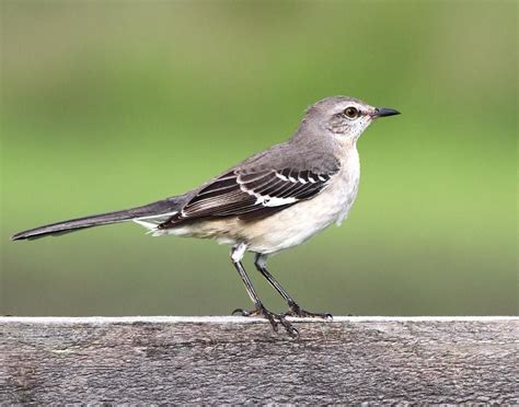 Northern Mockingbird By Ira Runyan Bird Facts Backyard Birds Bird