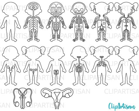 Skeletal System Circulatory System Lymphatic System Respiratory