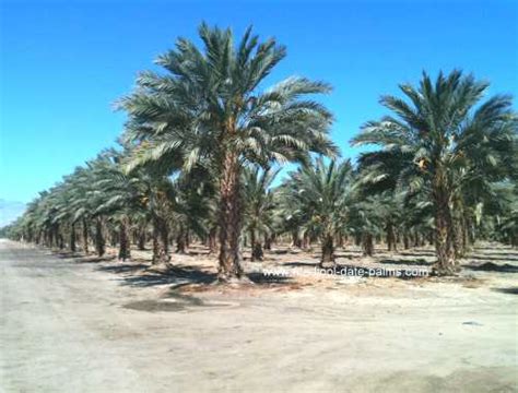 • 12 млн просмотров 10 месяцев назад. Sub-Tropical Fruit Trees