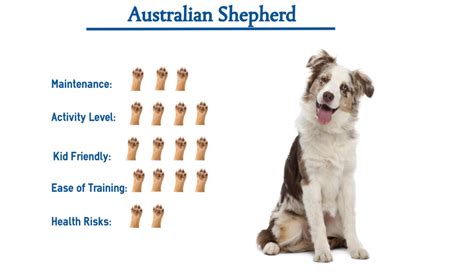 Australian Shepherd Everything You Need To Know At A Glance