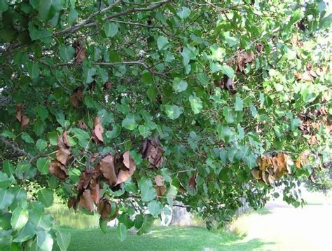 Fire blight is a bacterial disease that can kill branches and whole plants of many members of the rose family, including apple, pear, quince and crabapple. Fire Blight