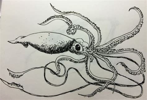 Giant Squid By Spencerxavier On Newgrounds