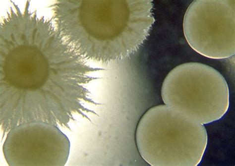 Microscopic Worlds Gallery Fascinating Fungi Live Science