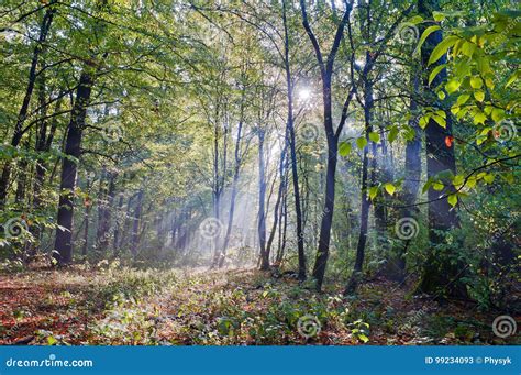 Rays Of Morning Fog In The Autumn Forest Stock Image Image Of Misty