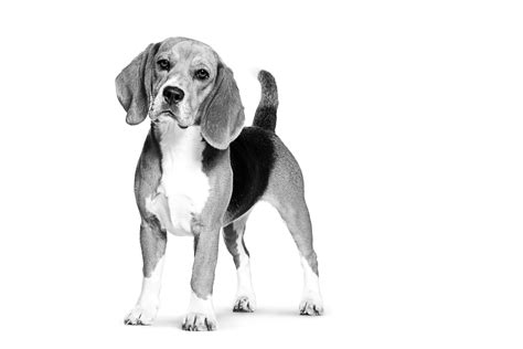 Beagle Royal Canin Us