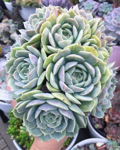 Nov 02, 2020 · types of ivy: Mexican Hens & Chicks Echeveria Lola Succulent Plant ...