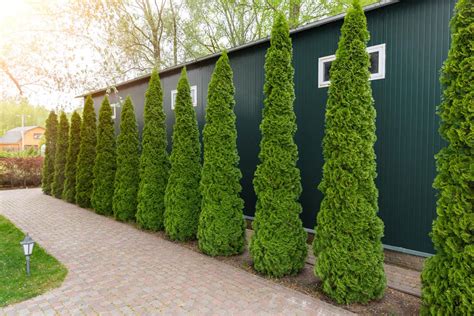 How Far Apart To Plant Arborvitae By Type