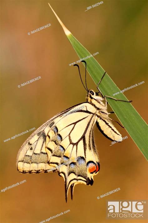 Swallowtail Swallowtails Swallowtail Butterfly Papilionidae