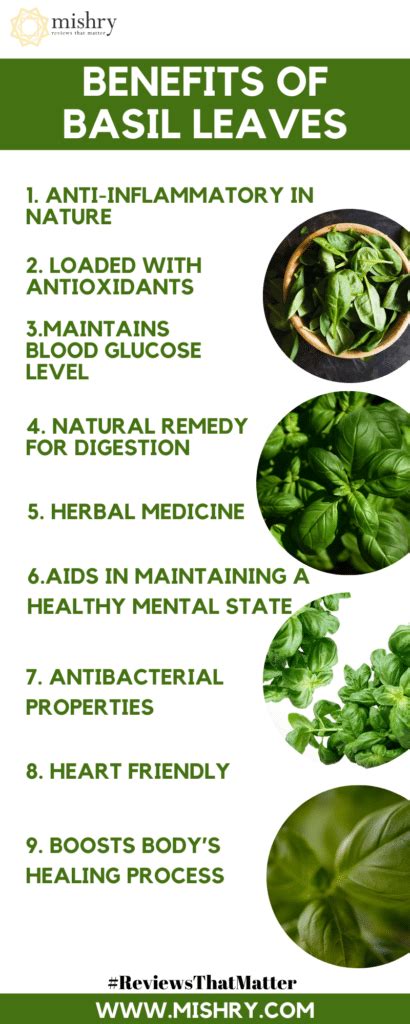 16 Amazing Health Benefits Of Eating Basil Leaves Daily How To Ripe