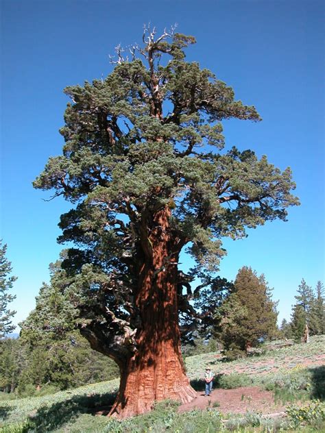 Caring For One Of The Oldest Living Trees In The World Save The