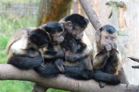 Monkeys Play The Odds Say U Of T Researchers