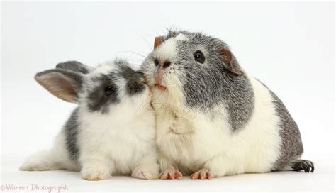 Baby Bunny And Guinea Pig Kissing Photo Wp41463