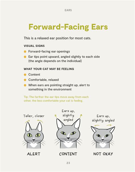 Mewow The Tell Tail Signs Your Cat Is Trying To Communicate