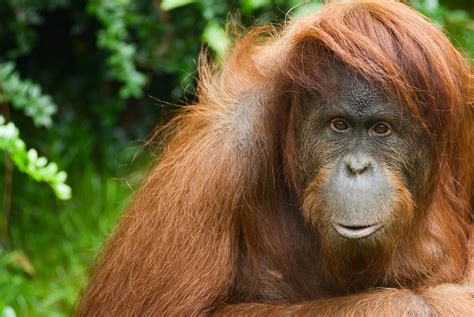 Orangutan Blinded After Being Shot in the Head 16 Times by Air Rifle in Suspected Poacher Attack