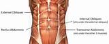 Core Muscles Transversus Abdominis