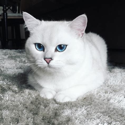 Maybe you would like to learn more about one of these? This Is No Ordinary Cat, You Will Find Out As Soon As You Look At His Eyes