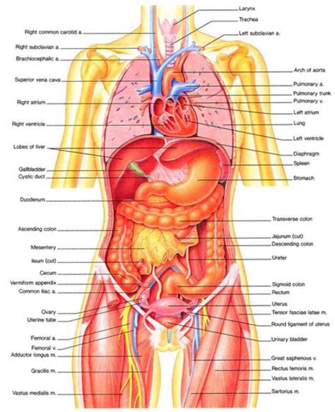 Female Human Anatomy Organs Diagram